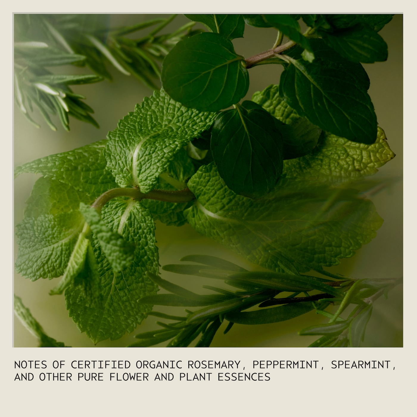 rosemary mint purifying shampoo, 1.7 fl oz/50 ml - travel size