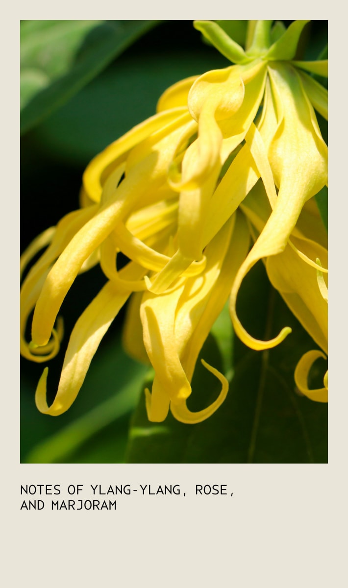 botanical repair<span class="trade">™</span> purple toning shampoo, 6.7 fl oz/200 ml